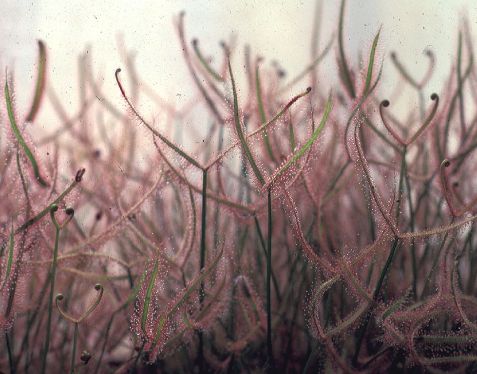 Droseraceae Drosera 