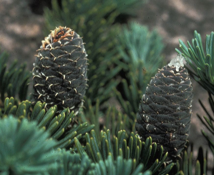 Pinaceae Abies balsamea