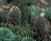 image of Abies balsamea