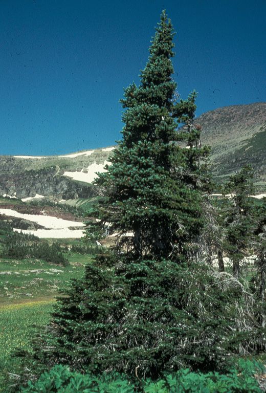 Pinaceae Abies lasiocarpa