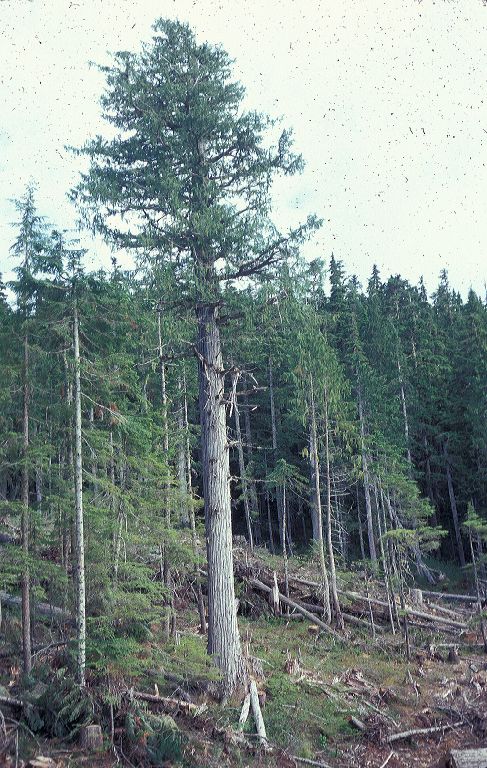 Cupressaceae Callitropsis nootkatensis