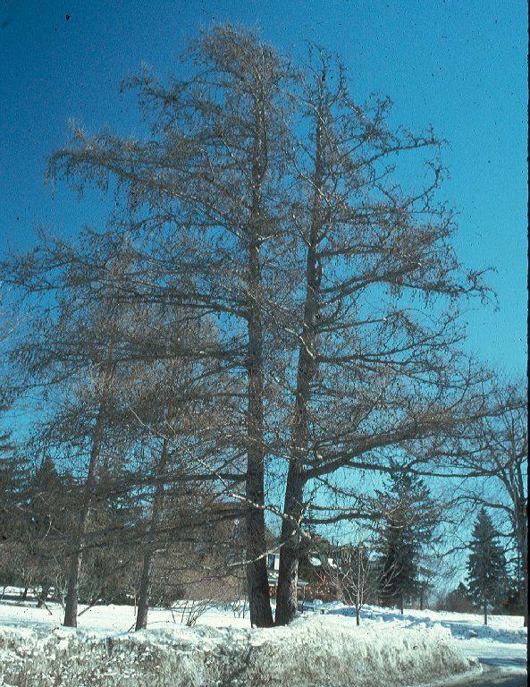 Pinaceae Larix decidua