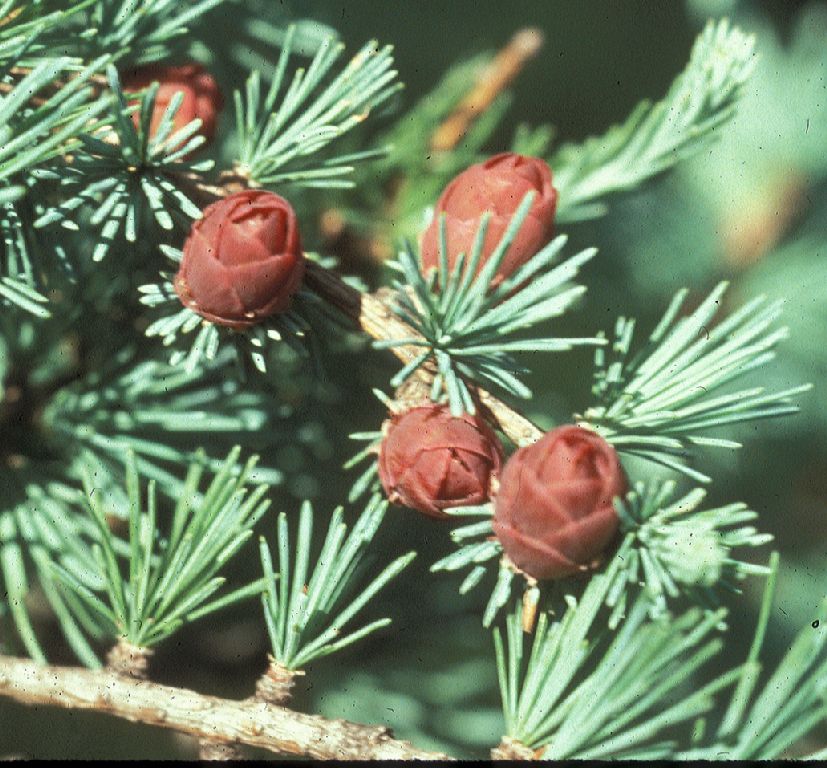 Pinaceae Larix laricina