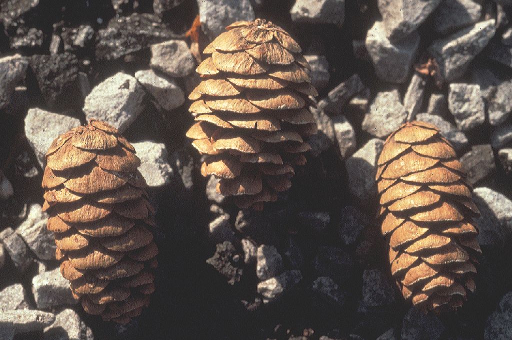 Pinaceae Picea glauca