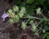 image of Malva alcea