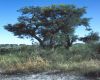 image of Nuytsia floribunda