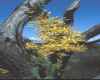 image of Nuytsia floribunda