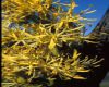 image of Nuytsia floribunda