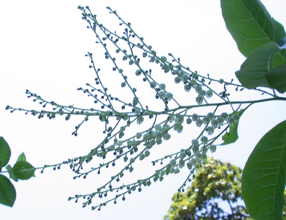 Ericaceae Oxydendrum arboreum