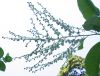 image of Oxydendrum arboreum