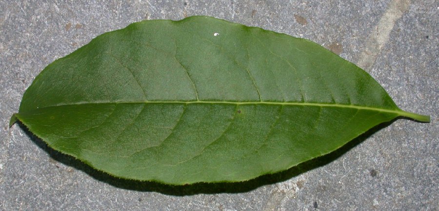 Ericaceae Oxydendrum arboreum