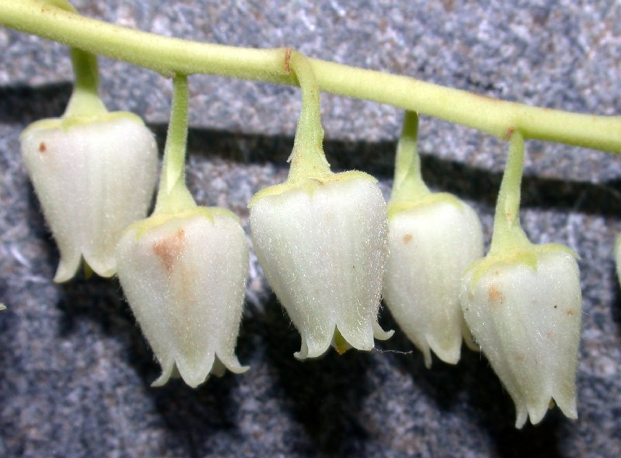 Ericaceae Oxydendrum arboreum