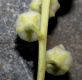 image of Oxydendrum arboreum