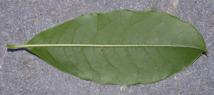 Ericaceae Oxydendrum arboreum