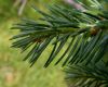 image of Picea balfouriana