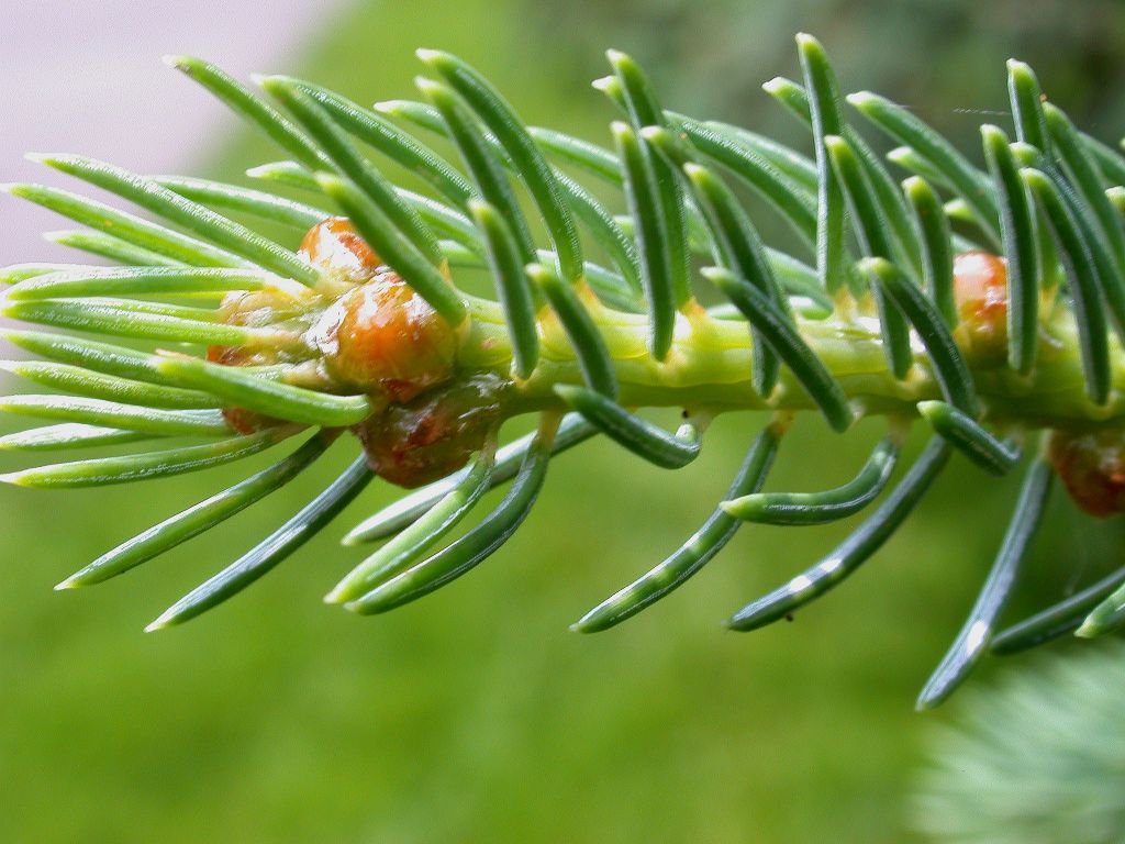 Pinaceae Picea balfouriana