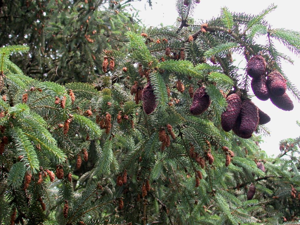 Pinaceae Picea balfouriana