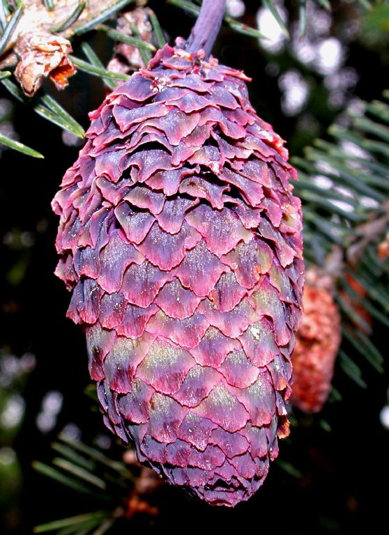 Pinaceae Picea balfouriana