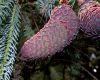 image of Picea balfouriana