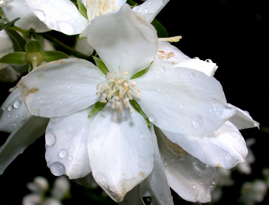 Hydrangeaceae Philadelphus coronarius