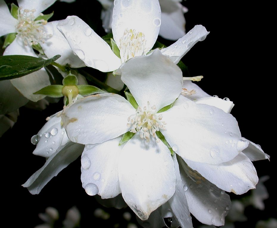 Hydrangeaceae Philadelphus coronarius
