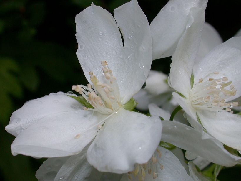Hydrangeaceae Philadelphus coronarius
