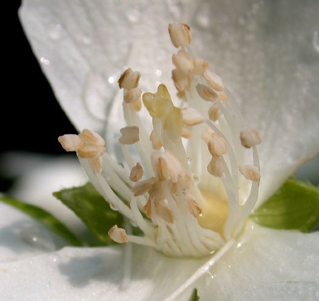 Hydrangeaceae Philadelphus coronarius