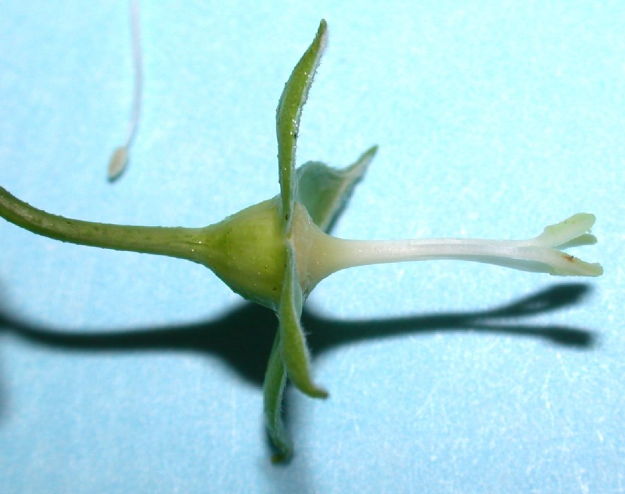 Hydrangeaceae Philadelphus coronarius