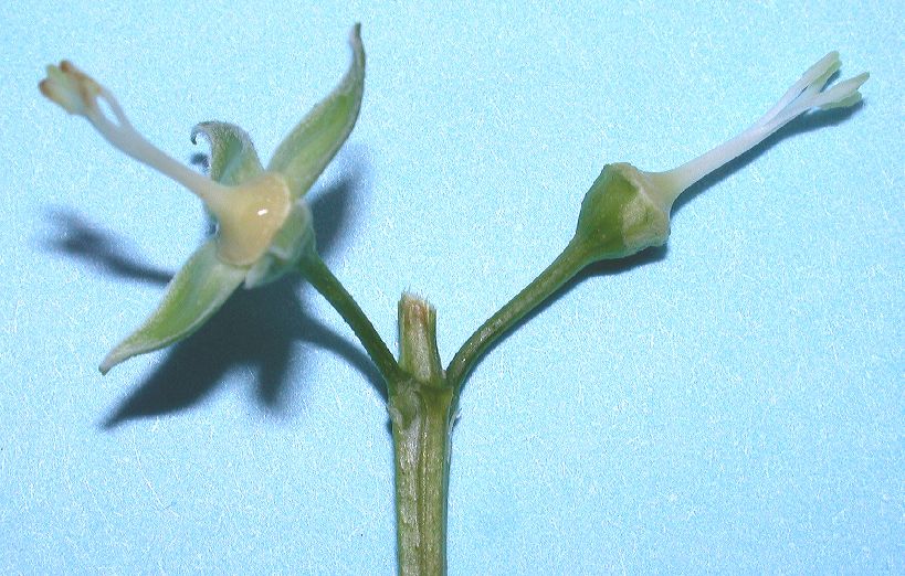 Hydrangeaceae Philadelphus coronarius