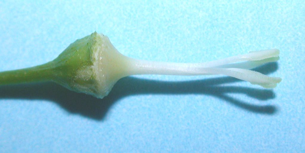 Hydrangeaceae Philadelphus coronarius