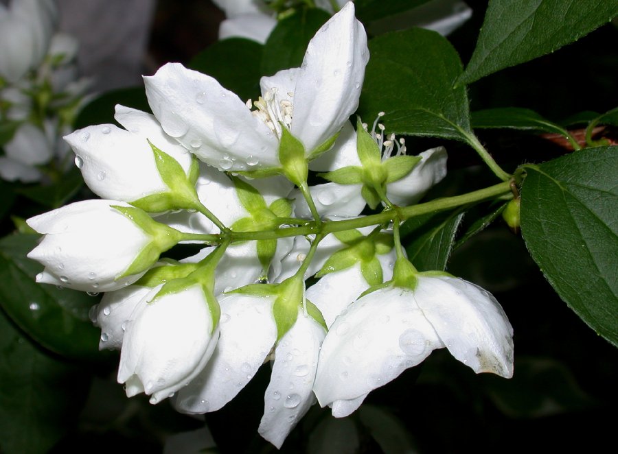 Hydrangeaceae Philadelphus coronarius