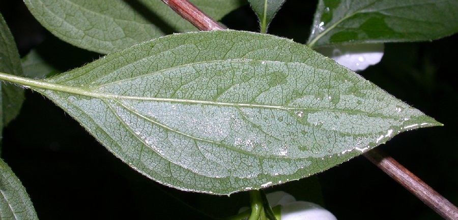 Hydrangeaceae Philadelphus coronarius