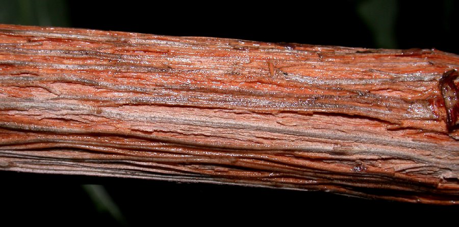 Hydrangeaceae Philadelphus coronarius