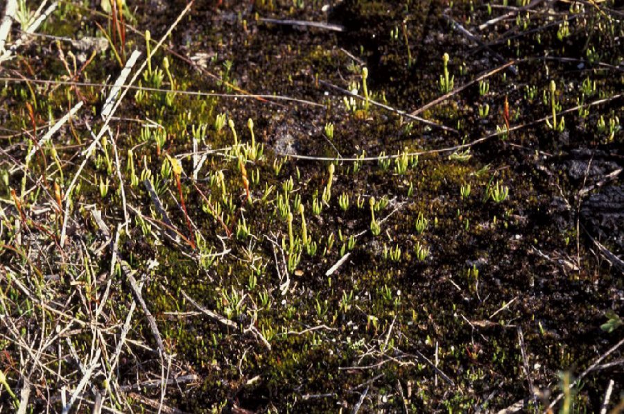 Lycopodiaceae Phylloglossum drummondii