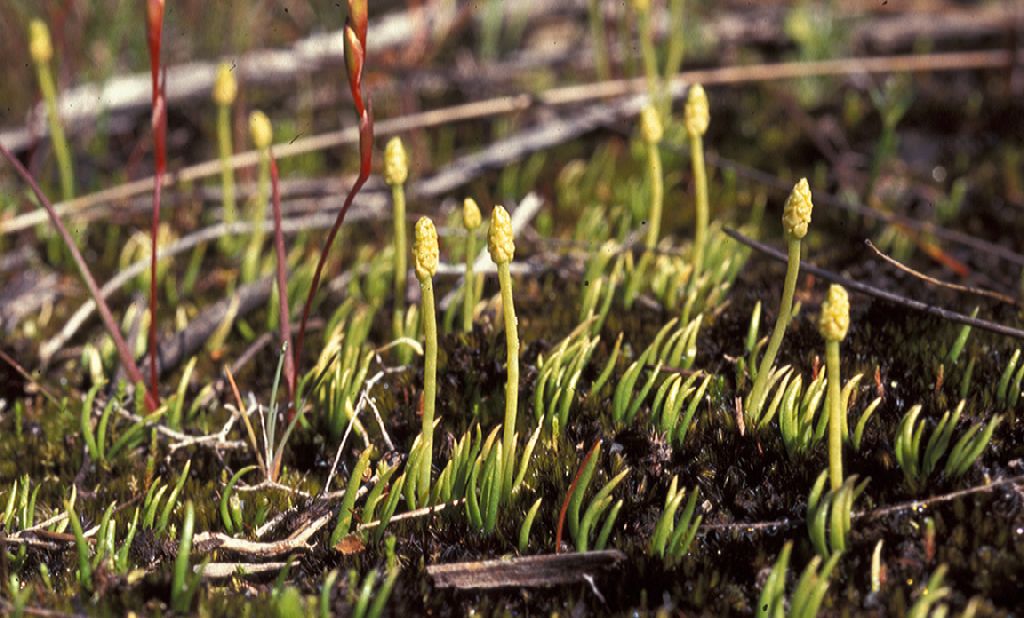 Lycopodiaceae Phylloglossum drummondii