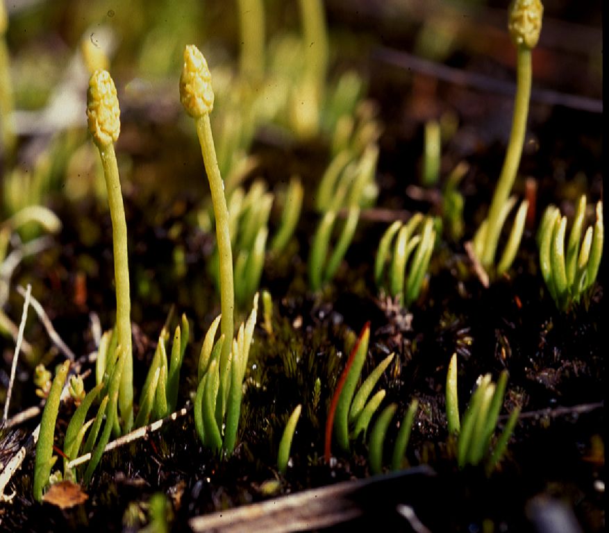 Lycopodiaceae Phylloglossum drummondii