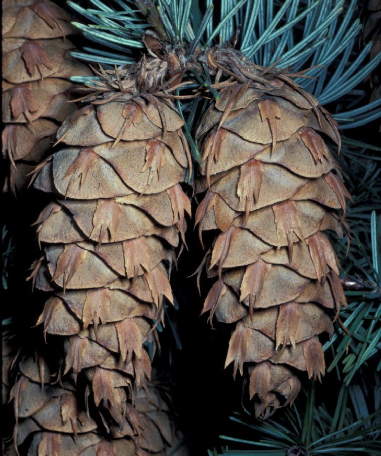 Pinaceae Pseudotsuga menziesii