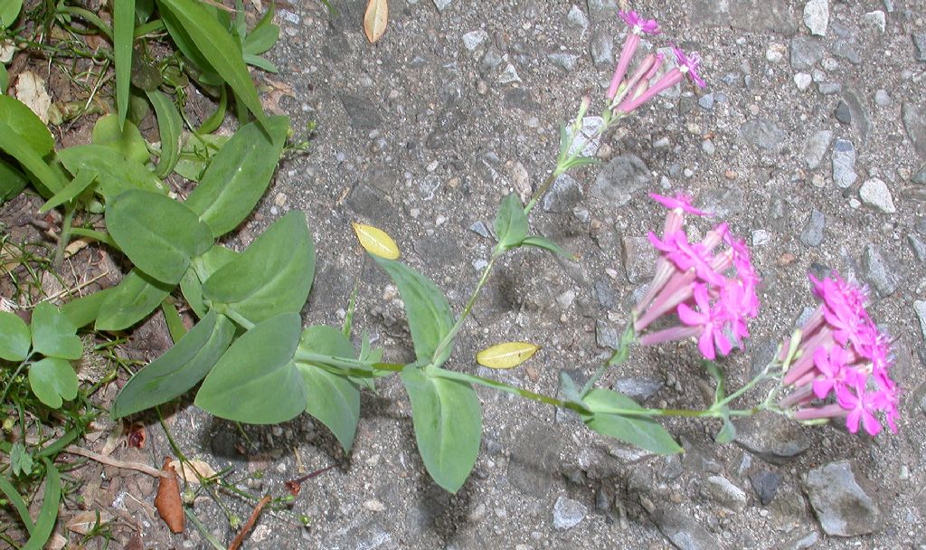 Caryophyllaceae Silene armeria