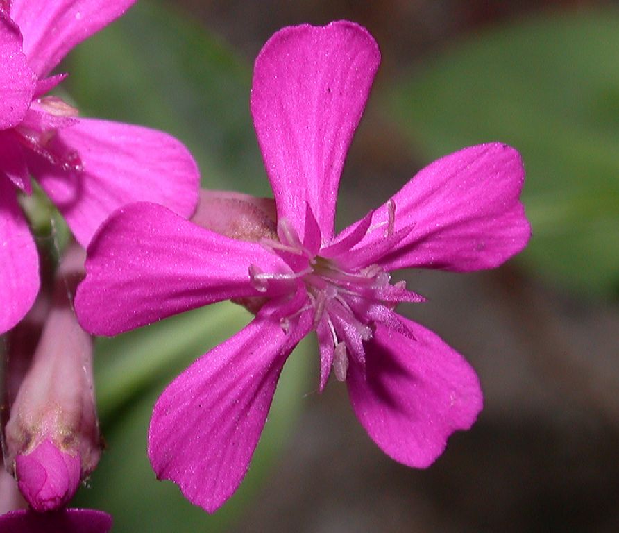 Caryophyllaceae Silene armeria