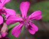 image of Silene armeria