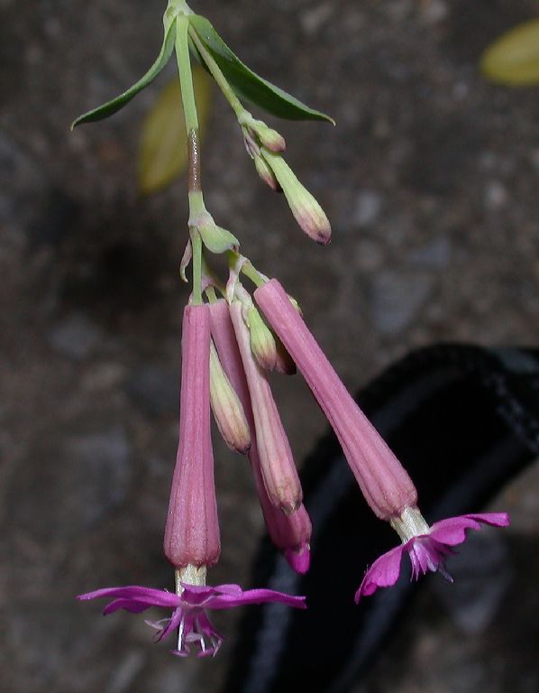 Caryophyllaceae Silene armeria