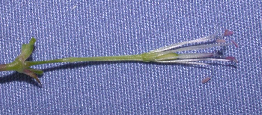 Caryophyllaceae Silene armeria