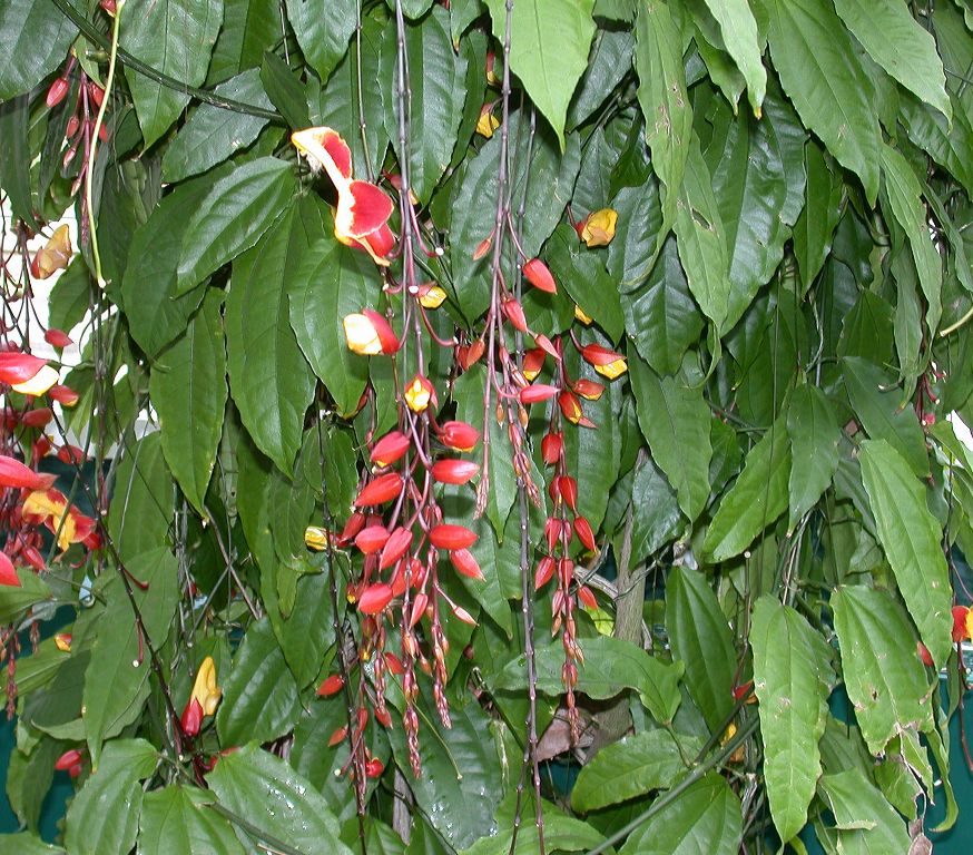 Acanthaceae Thunbergia mysorensis