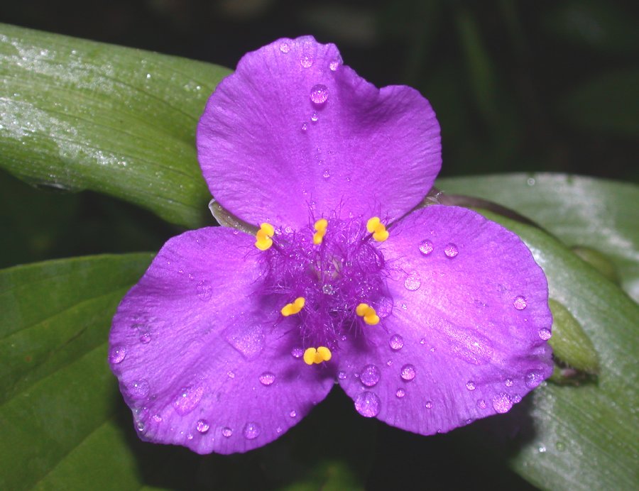 Commelinaceae Tradescantia ohiensis