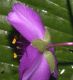 image of Tradescantia ohiensis