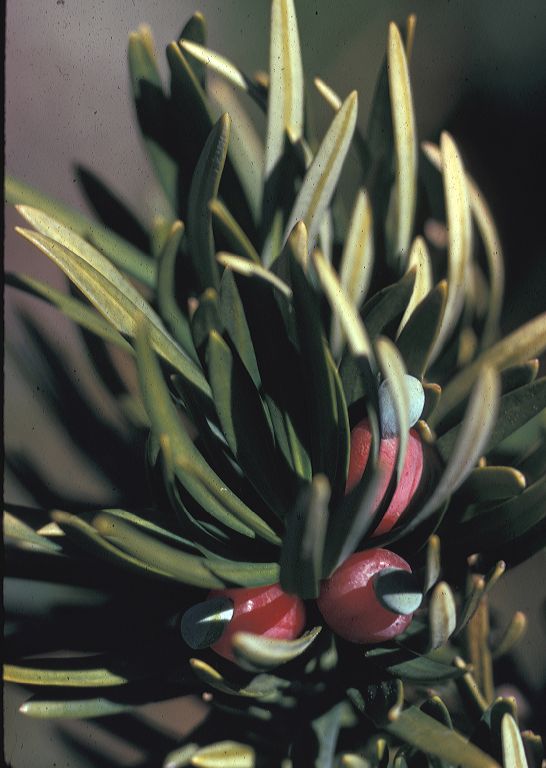 Podocarpaceae Podocarpus macrophyllus