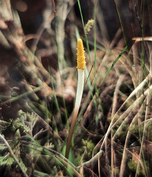 Araceae Orontium aquaticum