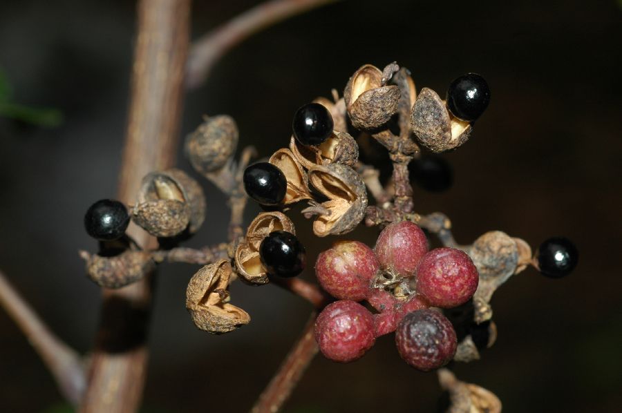 Rutaceae Zanthoxylum limoncello