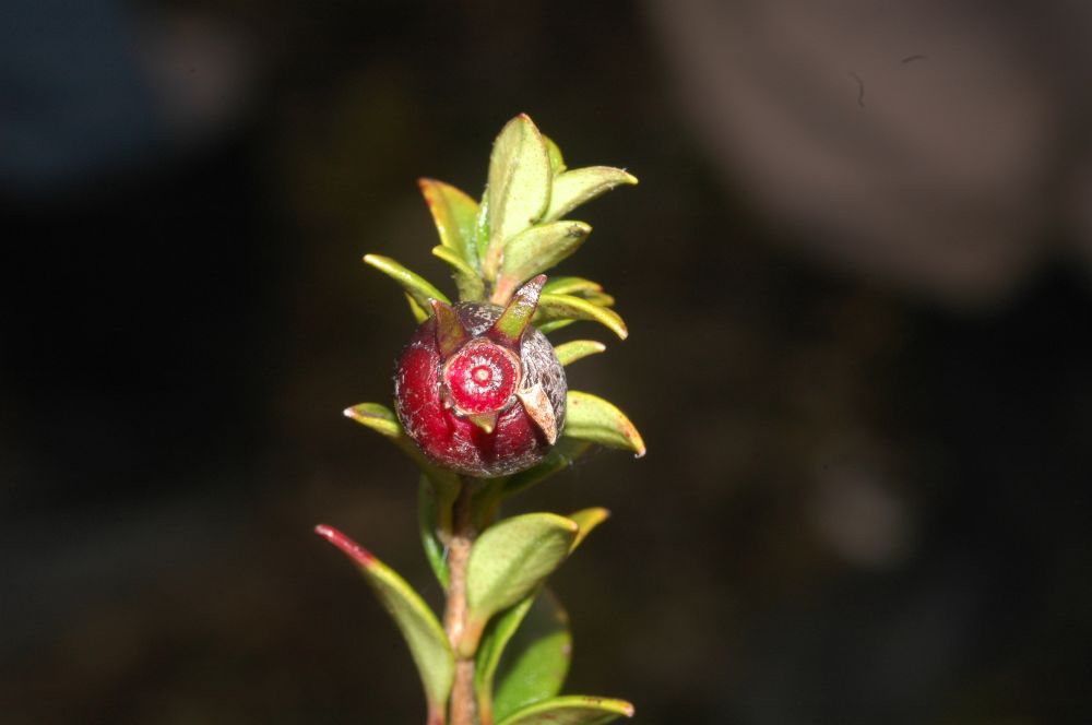 Myrtaceae Ugni myricoides