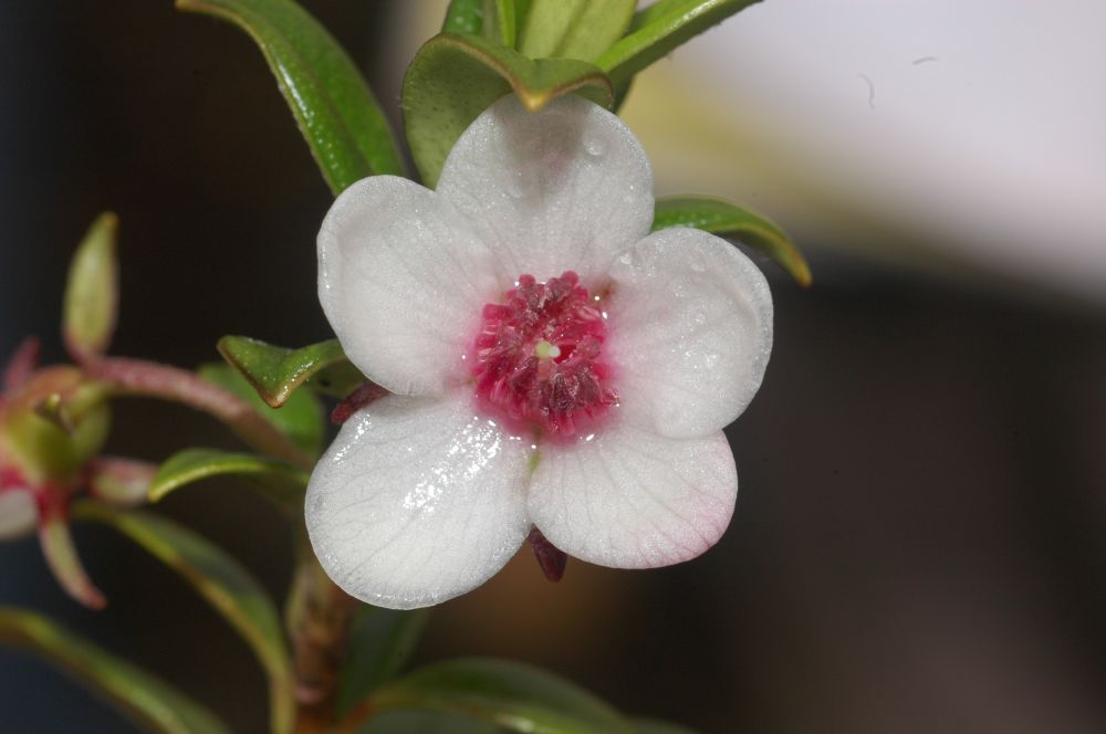 Myrtaceae Ugni myricoides